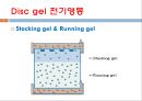 단백질 전기영동(생화학실험) 7페이지