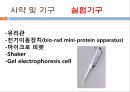 단백질 전기영동(생화학실험) 12페이지