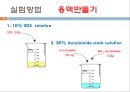 단백질 전기영동(생화학실험) 14페이지