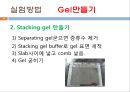 단백질 전기영동(생화학실험) 19페이지