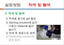 단백질 전기영동(생화학실험) 22페이지