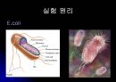 E.coli배양 4페이지