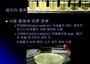 E.coli배양 8페이지