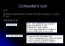 E.coli배양 14페이지