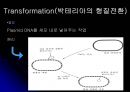 E.coli배양 15페이지