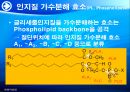 양배추로부터 PLD추출 15페이지