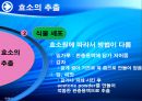 양배추로부터 PLD추출 22페이지