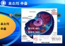 양배추로부터 PLD추출 24페이지