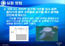 양배추로부터 PLD추출 40페이지