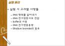 Plasmid Purification & DNA 전기영동 22페이지