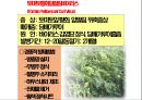 토마토tomato 병해 - 토마토 황화잎말림병 (TYLCV) 15페이지
