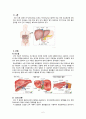 간,담도,췌장구조와기능 2페이지