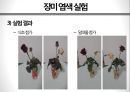 화려한 변신, 안토시아닌antocyanine production 의 효과 25페이지