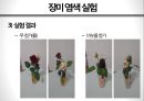 화려한 변신, 안토시아닌antocyanine production 의 효과 26페이지