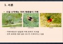 시설 수박手搏)에서 콜레마니진디벌을 활용한 목화진딧물 방제 논문 발표 3페이지