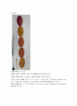  임상미생물학및실험 - 미생물보고서(MacConkey agar, Tsl 시험, API Kit, E- test,vancomtcin). 3페이지