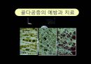골다공증의 예방과 치료 1페이지