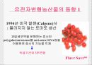 유전자 조작식물 11페이지