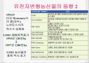 유전자 조작식물 12페이지