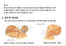 경추頸椎 질환의 이해 3페이지
