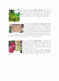 베트남 음식문화  9페이지