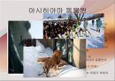 일본의 대중문화  19페이지