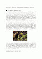 와인의 기초 - 보트리티스 시네리아(Botrytis cinerea)와인과 아이스와인 1페이지