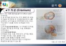 골격의 구조와  뼈, 관절에 대해서  12페이지