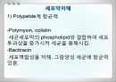 항균요법  11페이지