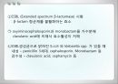 항균요법  21페이지