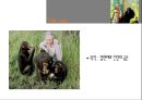 Jane goodall [제인 구달 생애, 제인 구달 업적, 제인 구달 조사] 19페이지