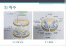 신경계환자 간호(신경계구조와기능,신체사정,의식수준의5단계,GCS,MMT,동공반응검사,진단검사,TCD,경동맥초음파검사,대상자간호,경련환자 간호, 무의식환자 간호,ICP상승환자 간호) 9페이지