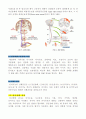 신경계 구조, 기능, 사정 5페이지