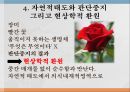 후설의 현상학 23페이지
