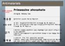 [약리학] 항생제, Aminoglycosides, Fluoroquinolones, Peptides, 기타 항생제, Antivials, 항말라리아제, 항기생충 약물 85페이지