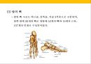 발 관리 : 발의 구조와 기능 & 발관리의 실제 12페이지