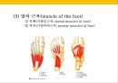 발 관리 : 발의 구조와 기능 & 발관리의 실제 17페이지