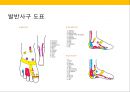발 관리 : 발의 구조와 기능 & 발관리의 실제 62페이지