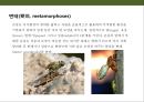 곤충의 이해(곤충의 구조.곤충의 번성이유.생태계에서의 역할.익충.해충.식량자원) 6페이지