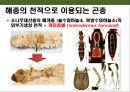 곤충의 이해(곤충의 구조.곤충의 번성이유.생태계에서의 역할.익충.해충.식량자원) 30페이지