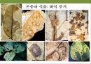 곤충과 식물(식물의 곤충에 대한 방어& 곤충의 먹이 소화) 7페이지