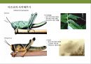 곤충과 식물(식물의 곤충에 대한 방어& 곤충의 먹이 소화) 10페이지