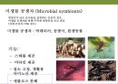 곤충과 식물(식물의 곤충에 대한 방어& 곤충의 먹이 소화) 14페이지