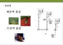 곤충과 식물(식물의 곤충에 대한 방어& 곤충의 먹이 소화) 19페이지
