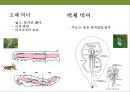 곤충과 식물(식물의 곤충에 대한 방어& 곤충의 먹이 소화) 24페이지