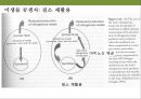 곤충과 식물(식물의 곤충에 대한 방어& 곤충의 먹이 소화) 38페이지