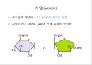 탄수화물 13페이지