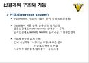 신경계의 구조와 기능 4페이지