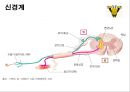 신경계의 구조와 기능 5페이지