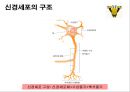 신경계의 구조와 기능 13페이지